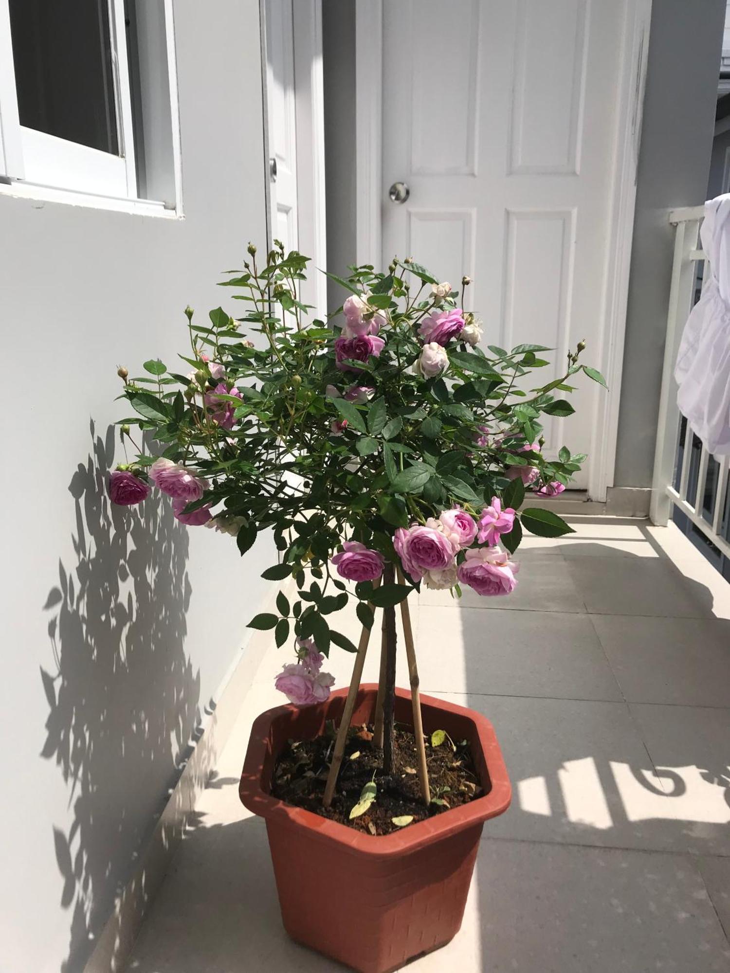 Phuong Hong Guesthouse Da Lat Zewnętrze zdjęcie